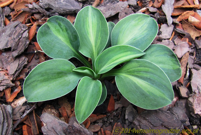 hosta_cat_and_mouse