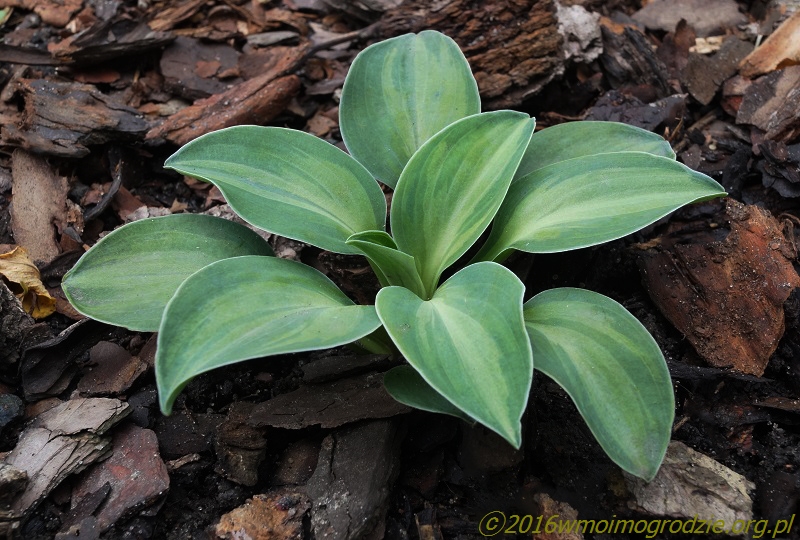 hosta_cat_and_mouse