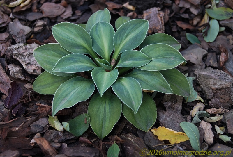 hosta_cat_and_mouse_2