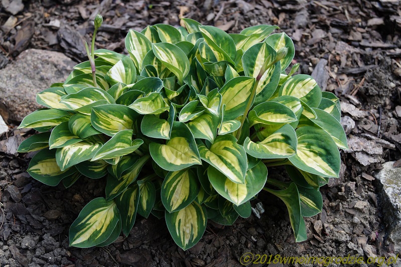 hosta_cherish