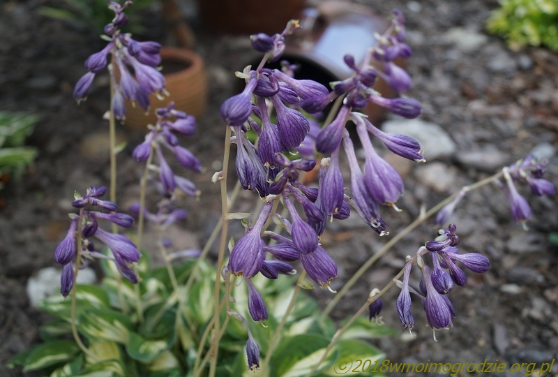 hosta_cherish_flowers