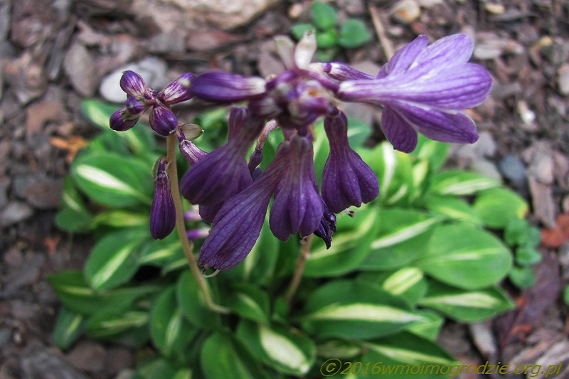 hosta_cherish_flowers_1