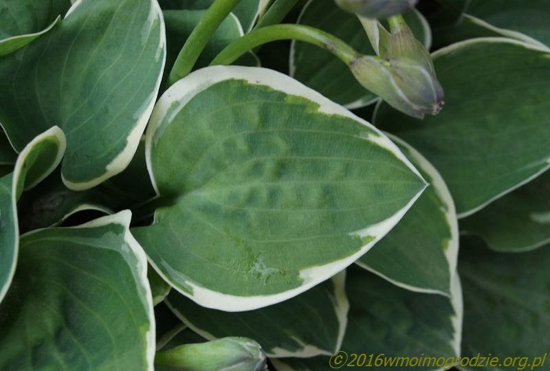 hosta_country_mouse