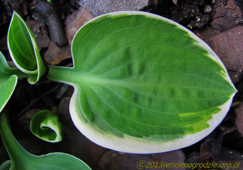 hosta_country_mouse_1