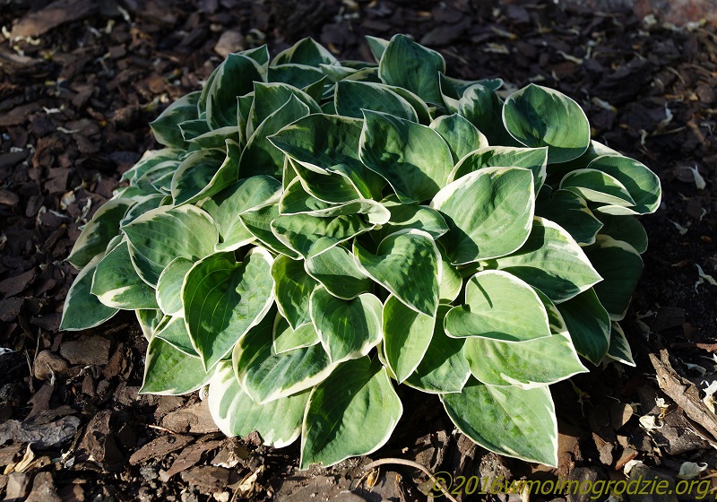 hosta_country_mouse_3