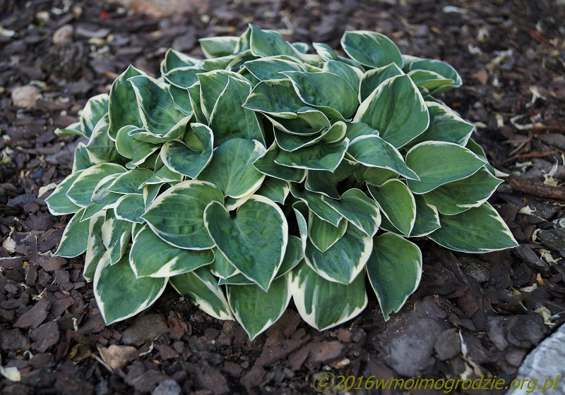 hosta_country_mouse_4
