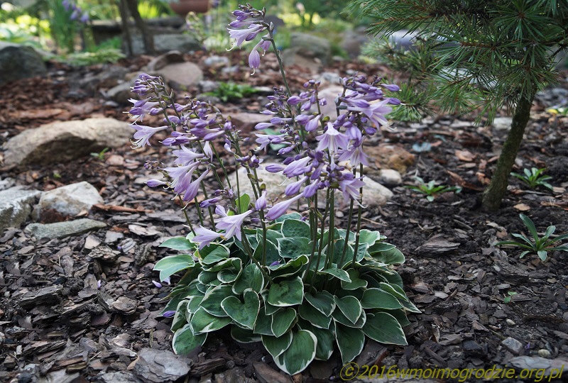 hosta_country_mouse_flowers