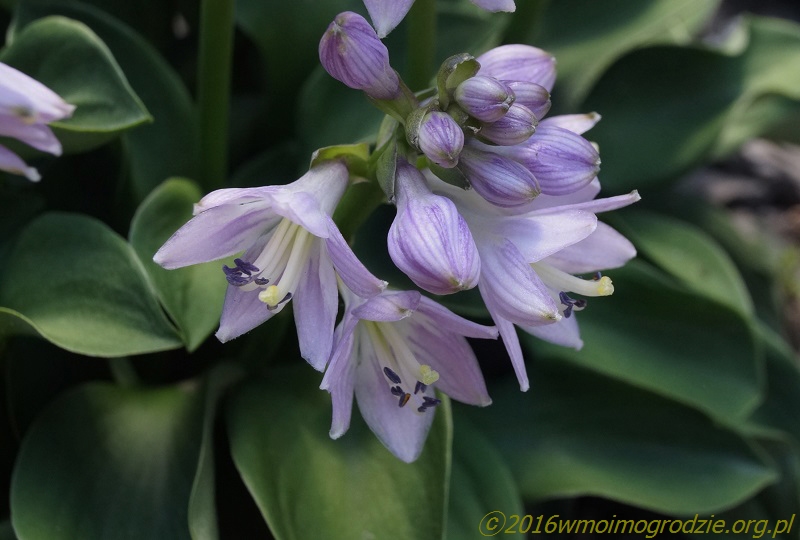 hosta_green_mouse_ears_flowers