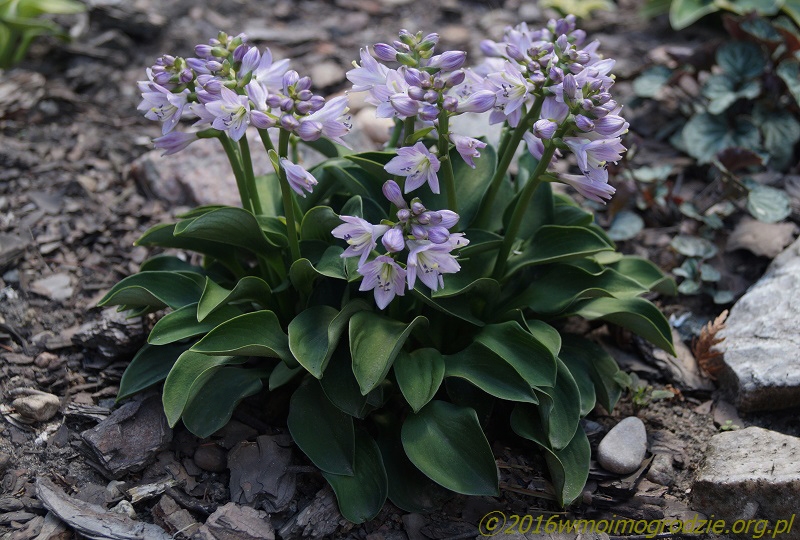 hosta_green_mouse_ears_flowers_1