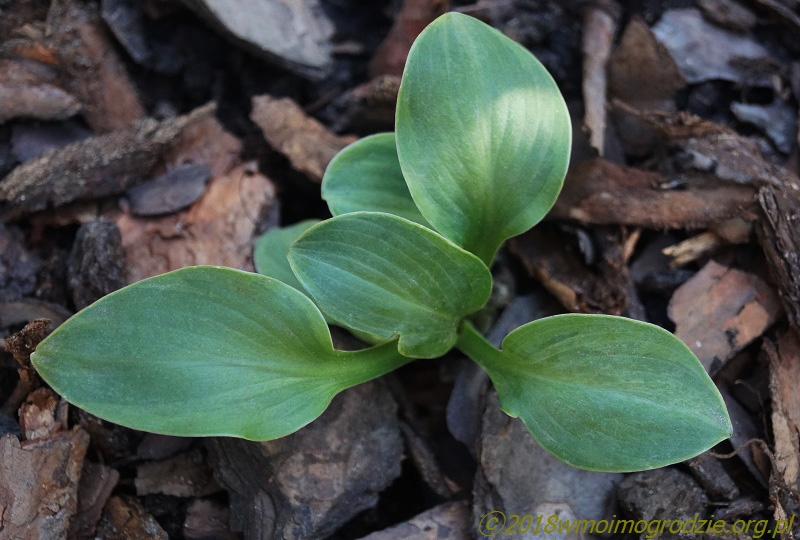 hosta_knockout_mouse