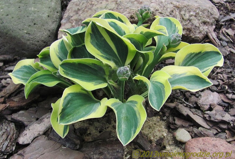 hosta_lucky_mouse