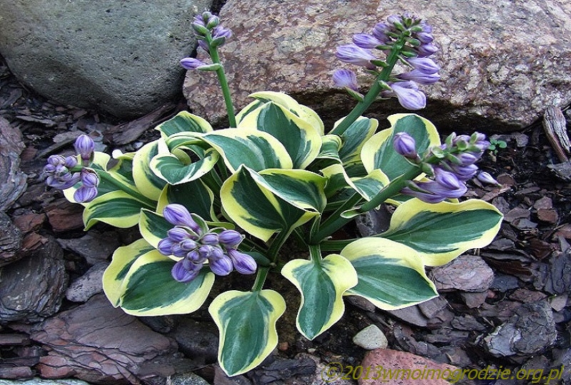 hosta_lucky_mouse_1