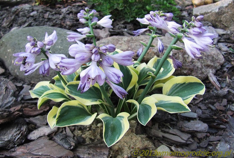 hosta_lucky_mouse_2
