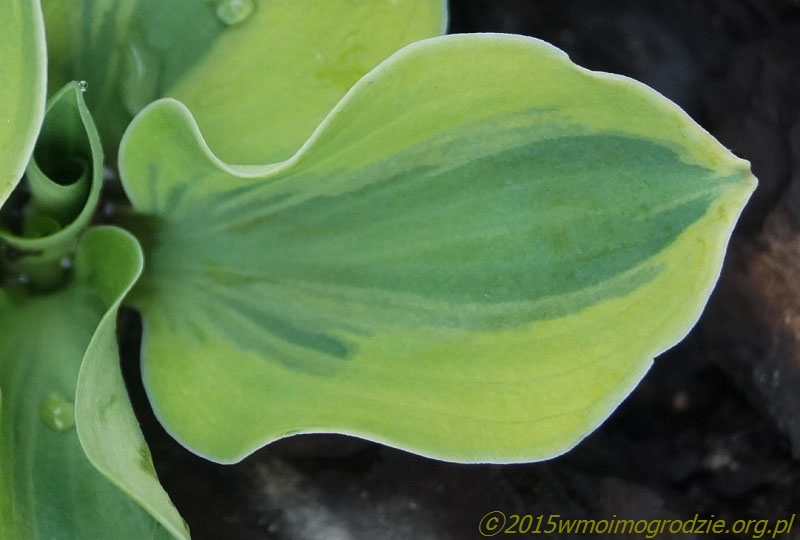 hosta_lucky_mouse_spring