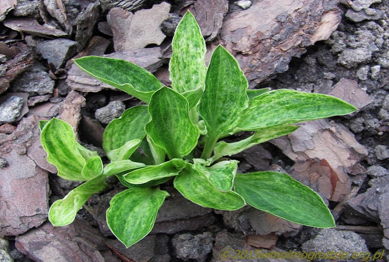 hosta_silver_mine