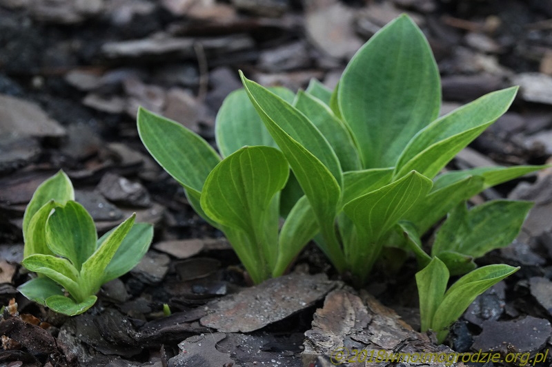 hosta_silver_mine_1