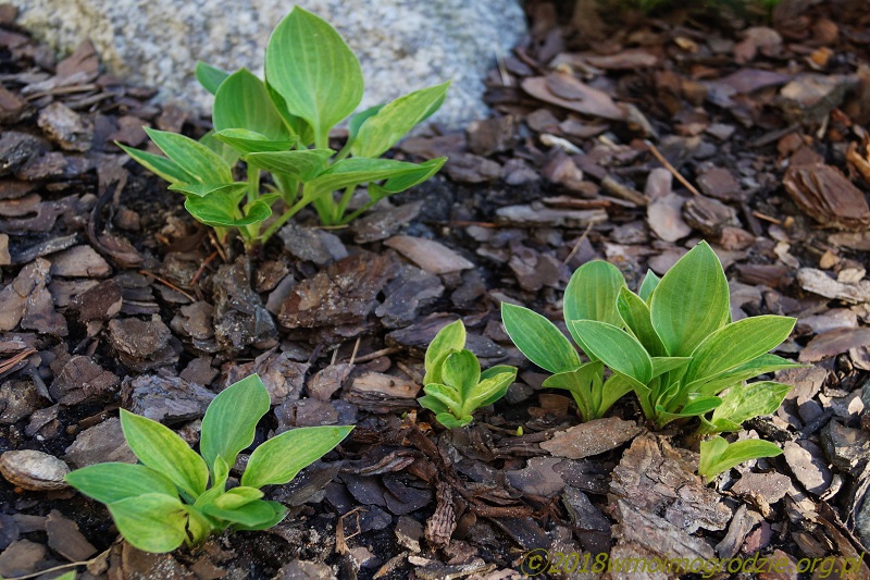 hosta_silver_mine_2