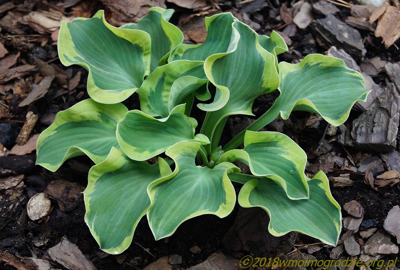 hosta_smiling_mouse