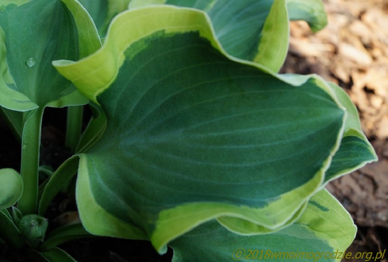 hosta_smiling_mouse_leaf