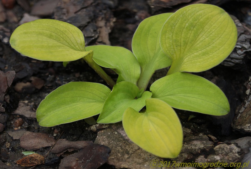 hosta_sun_mouse
