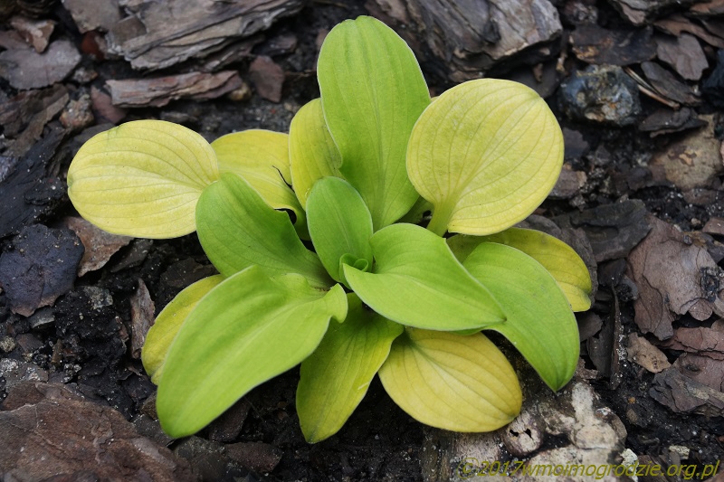 hosta_sun_mouse_1