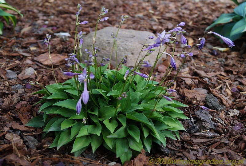 hosta_venusta