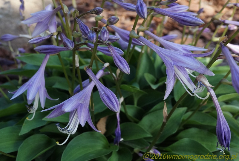 hosta_venusta_flowers