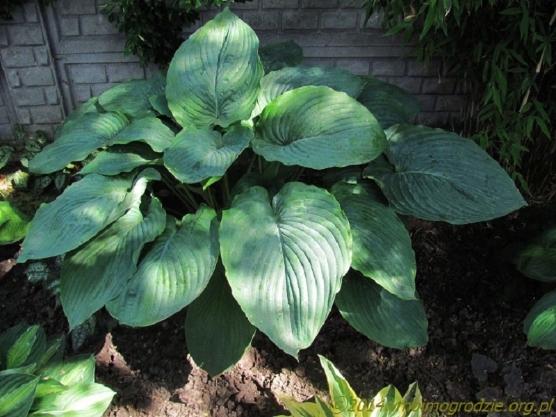 hosta_empress_wu