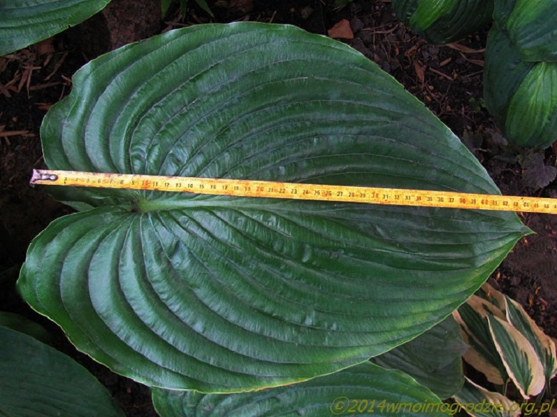 hosta_empress_wu_1