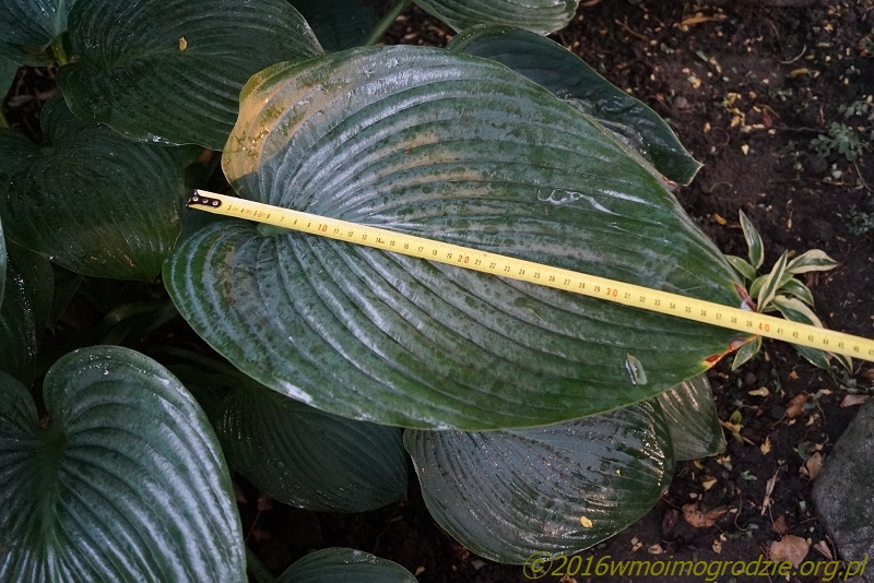 hosta_empress_wu_9