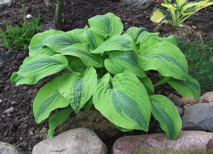 hosta_gemini_moon_1