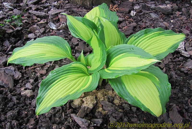 hosta_holywood_lights