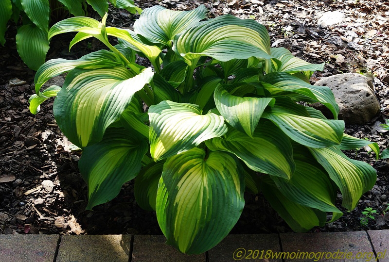 hosta_holywood_lights_1