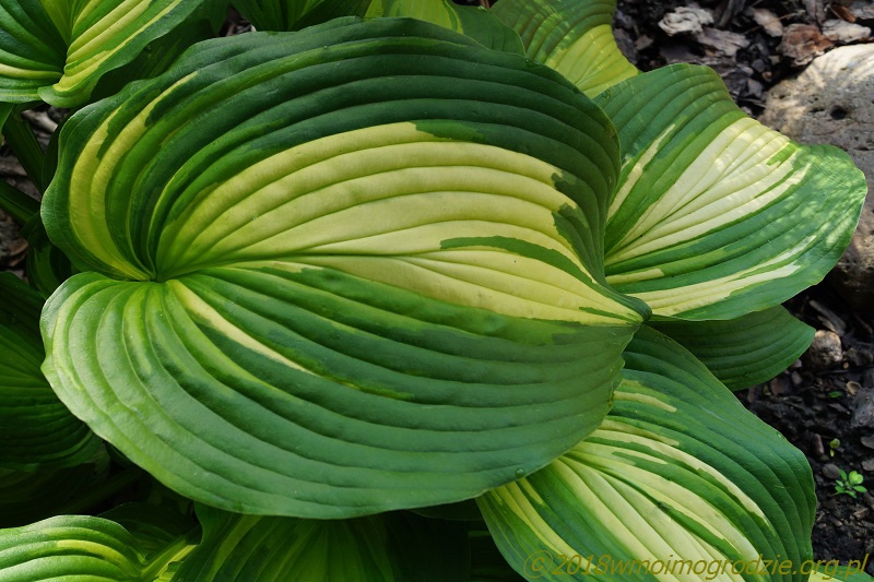 hosta_holywood_lights_2