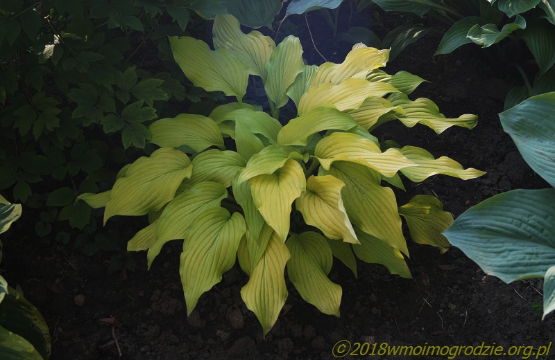 hosta_ophir