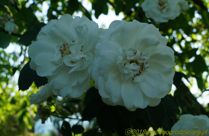 rosa_alba_maxima_1