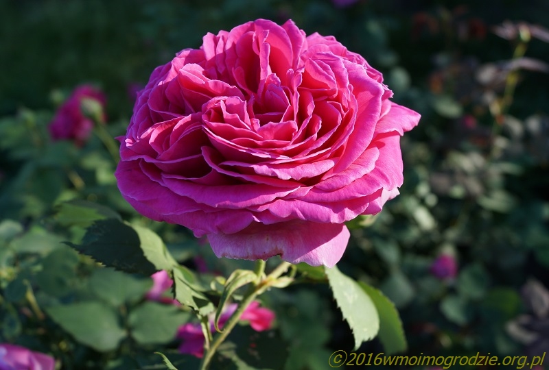 rose_mme_isaac_pereire_1