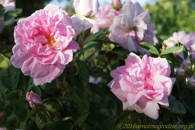 rose_quatre_saisons_1