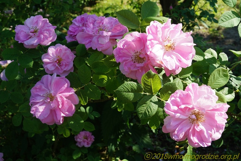 rose_quatre_saisons_2