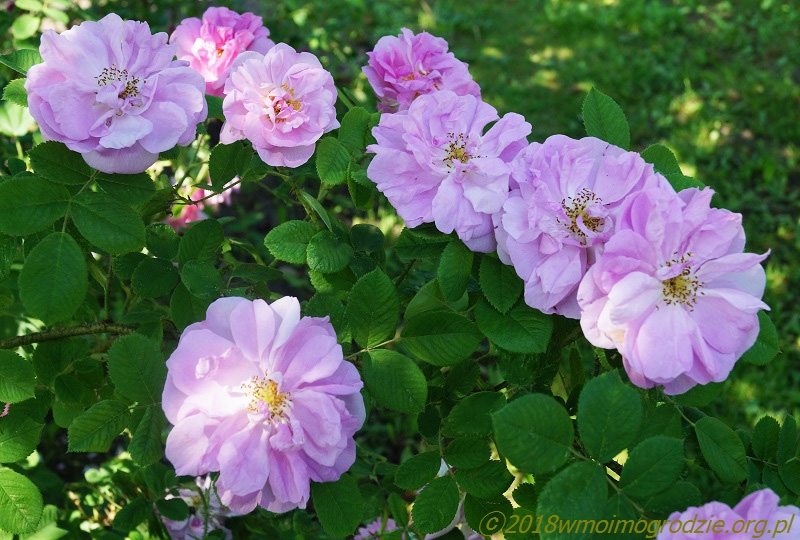 rose_quatre_saisons_3