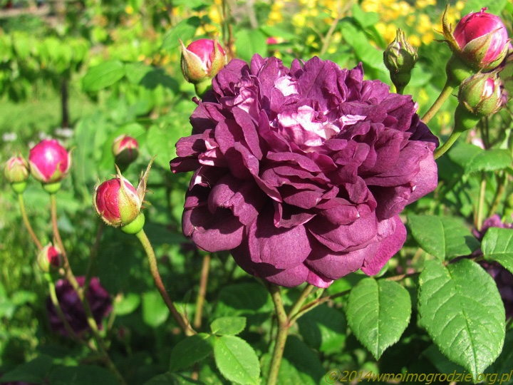 rose_cardinal_de_richelieu