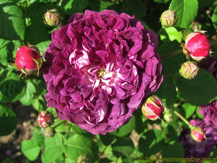 rose_cardinal_de_richelieu_1