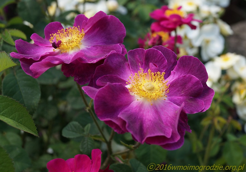 rose_la_belle_sultane