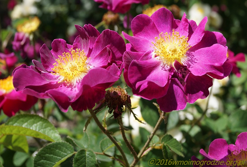 rose_la_belle_sultane_1