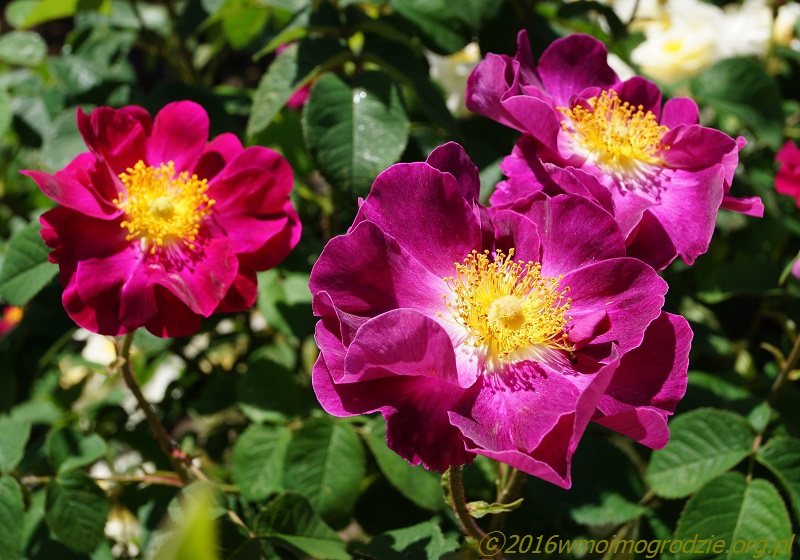 rose_la_belle_sultane_2