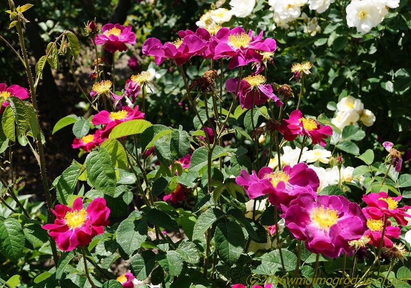 rose_la_belle_sultane_3