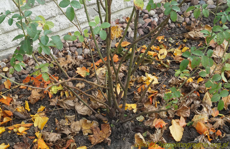 rose_la_belle_sultane_3