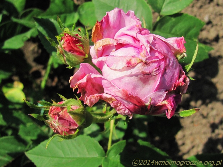 rose_perle_von_weissenstein