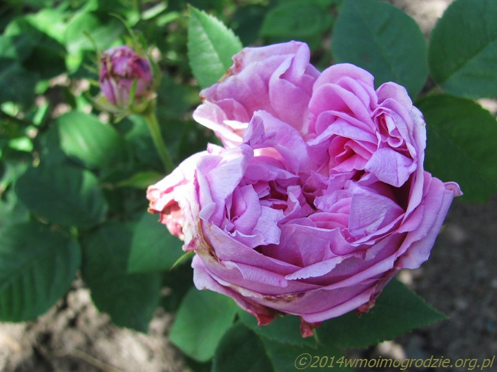 rose_perle_von_weissenstein_1