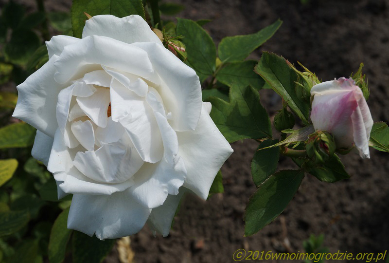 rose_frau_karl_druschki